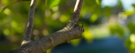 Poda y tala de árboles