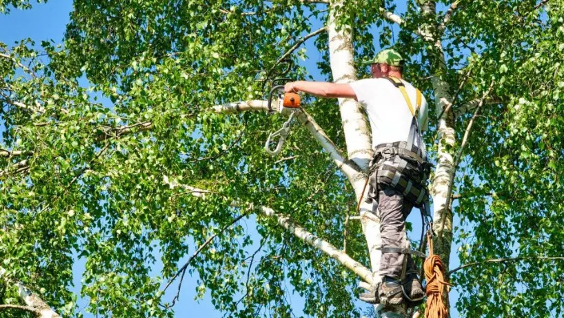 Tala y Podas de árboles en altura