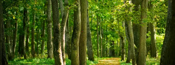 Poda y tala de árboles